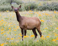 Alert Elk 7590
